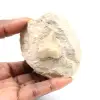 Fossil tand av Otodus från Marocko - 0