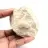 Fossil tand av Otodus från Marocko