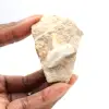 Fossil tand av Otodus från Marocko - 1