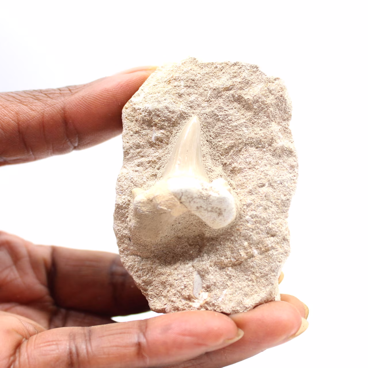 Fossil tand av Otodus