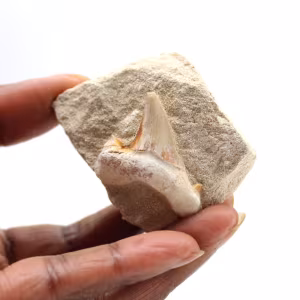 Fossil tand av Otodus