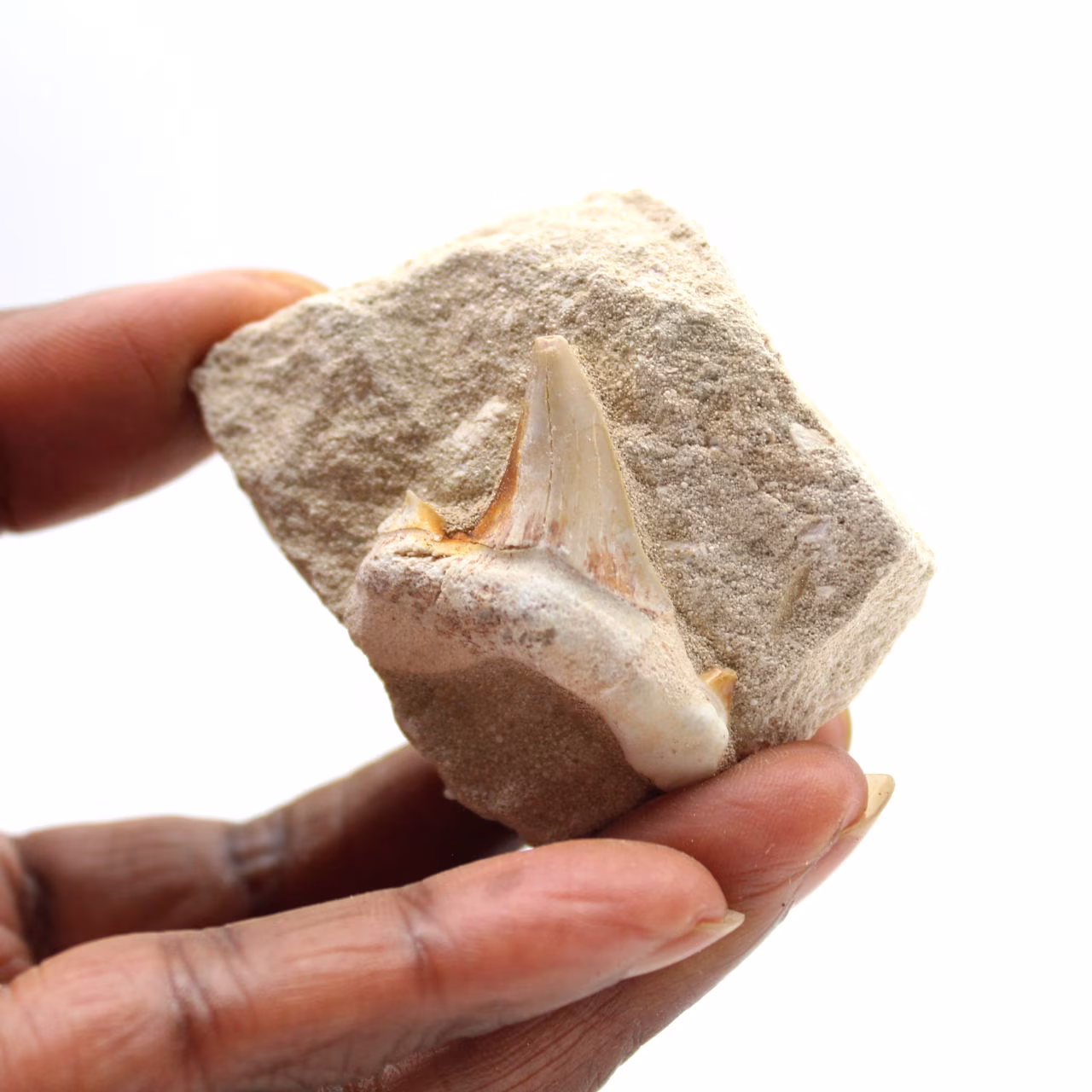 Fossil tand av Otodus