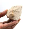 Fossil tand av Otodus från Marocko - 0