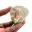 Fossil tand av Otodus från Marocko — 5