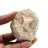 Fossil tand av Otodus