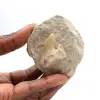 Fossil tand av Otodus från Marocko - 0