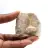 Fossil tand av Otodus
