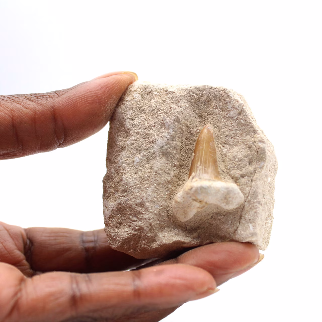 Fossil tand av Otodus