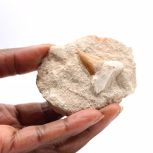 Fossil tand av Otodus från Marocko