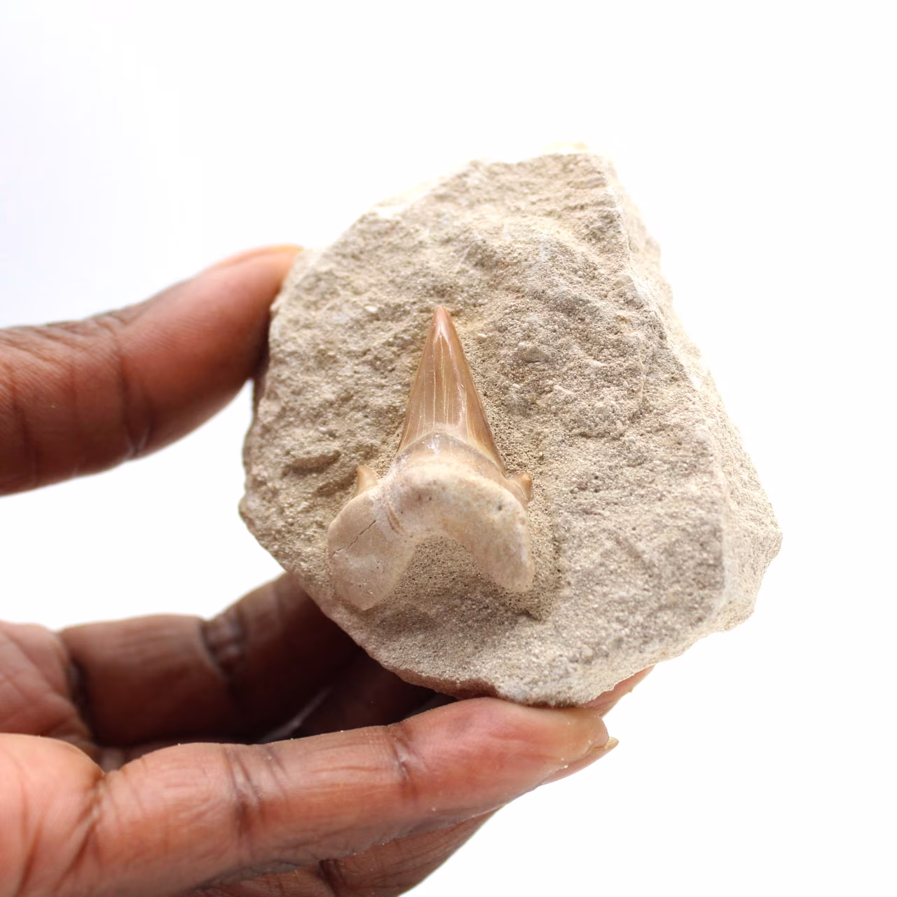 Fossil tand av Otodus från Marocko