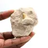 Fossil tand av Otodus från Marocko - 0