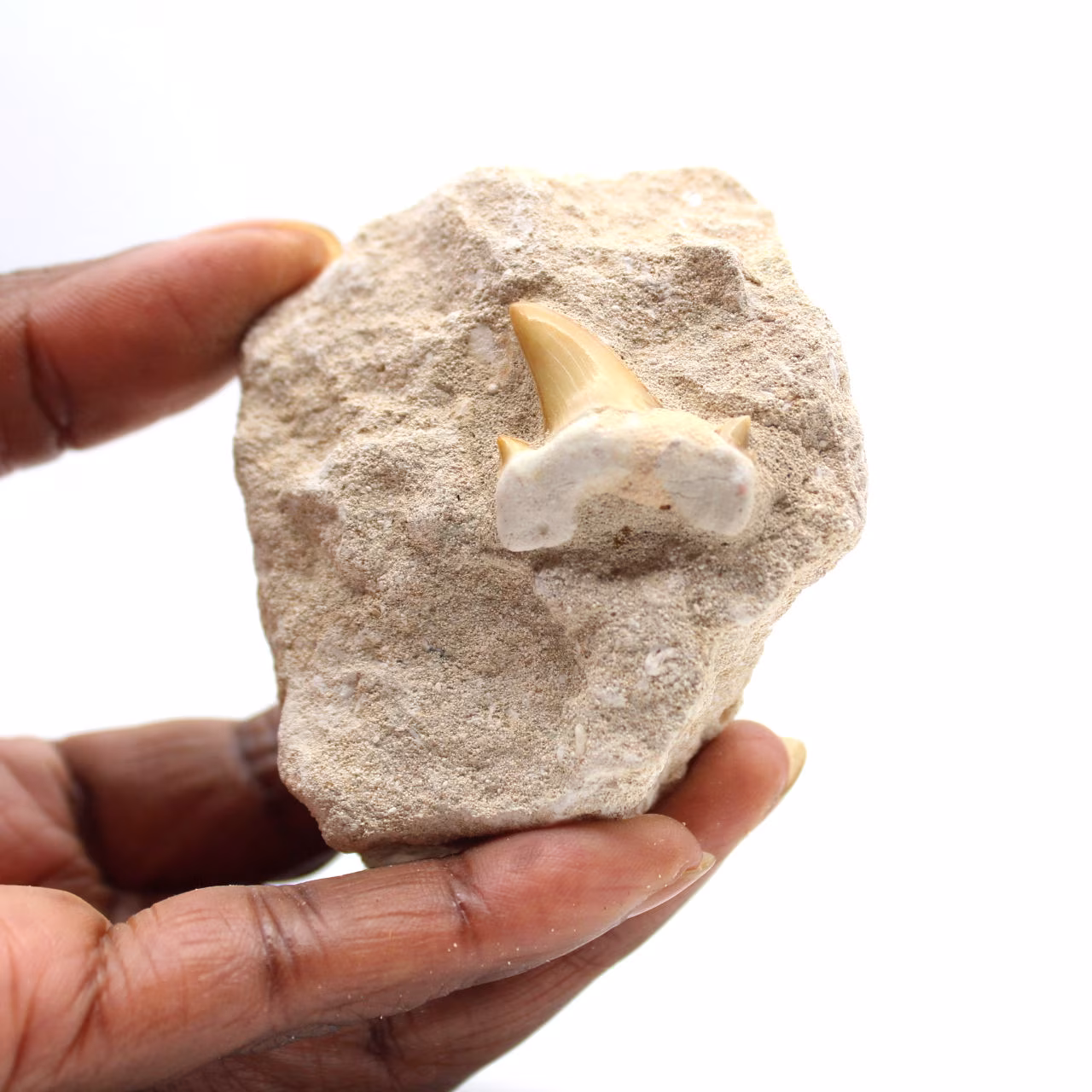 Fossil tand av Otodus från Marocko