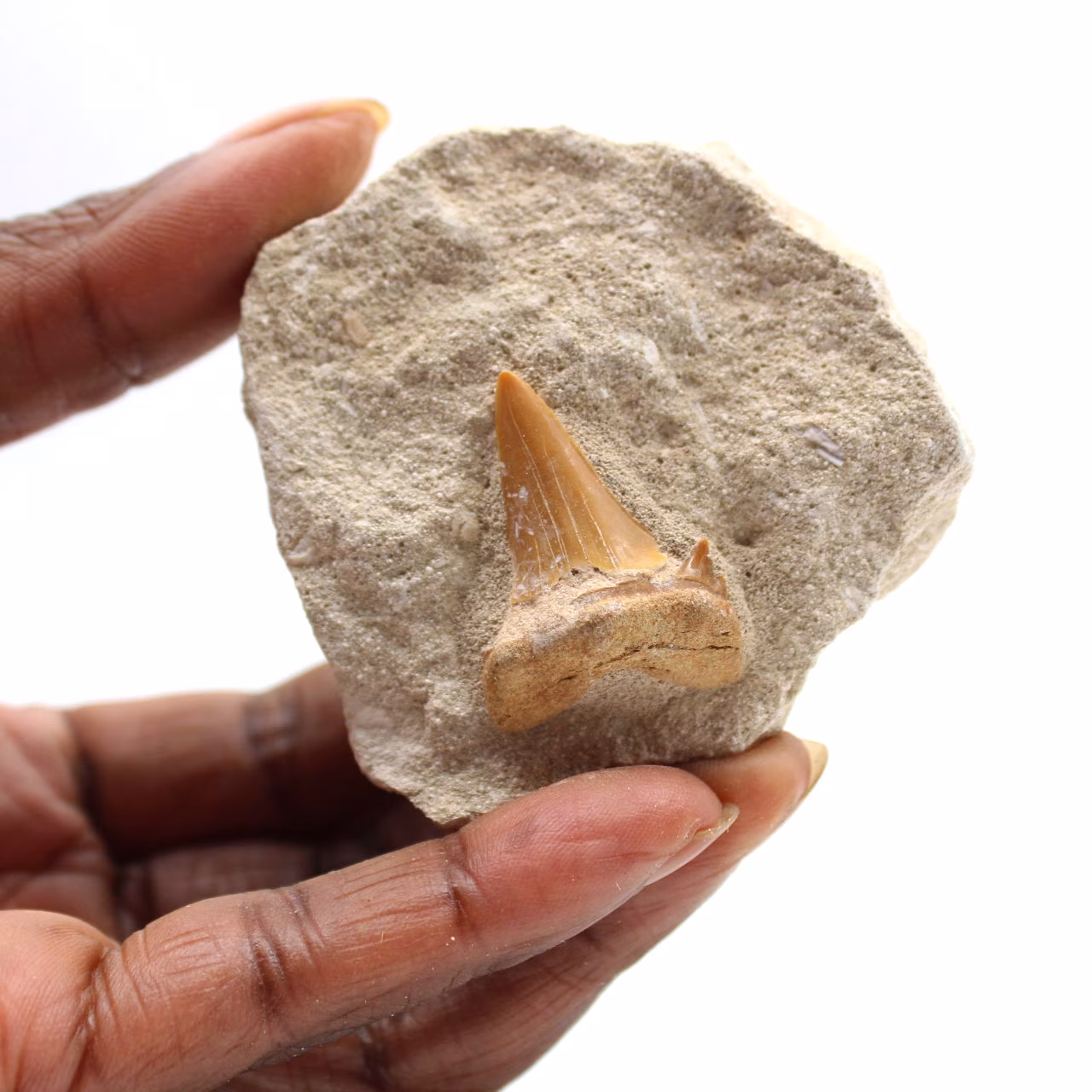 Fossil tand av Otodus