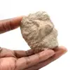 Fossil tand av Otodus - 0