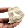 Fossil tand av Otodus från Marocko - 9