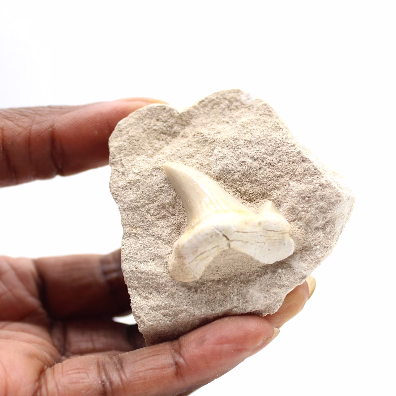 Fossil tand av Otodus från Marocko