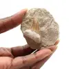 Fossil tand av Otodus - 0