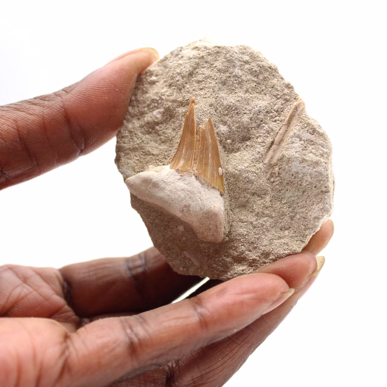 Fossil tand av Otodus