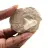 Fossil tand av Otodus från Marocko