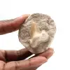 Fossil tand av Otodus - 0
