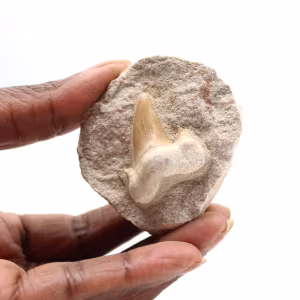 Fossil tand av Otodus
