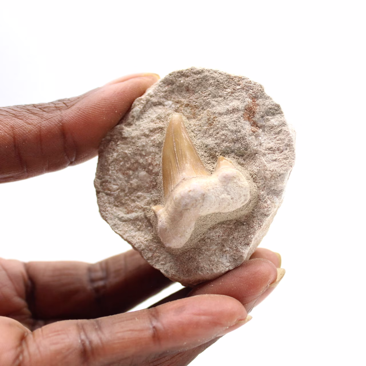 Fossil tand av Otodus