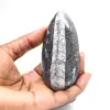 Fossila Orthoceras från Marocko - 1