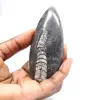 Orthoceras-fossil - 1