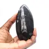 Fossila Orthoceras från Marocko - 1