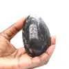 Fossila Orthoceras från Marocko - 1