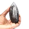 Fossila Orthoceras från Marocko - 1
