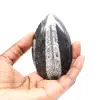 Orthoceras-fossil - 1