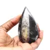 Orthoceras-fossil - 1