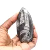 Orthoceras-fossil - 1