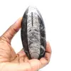 Fossila Orthoceras från Marocko - 1