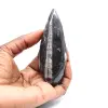 Orthoceras-fossil - 1