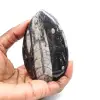 Fossila Orthoceras från Marocko - 1