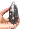 Orthoceras-fossil - 1
