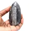 Fossila Orthoceras från Marocko - 1