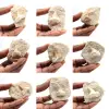 Fossil tand av Otodus från Marocko - 0