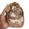 Förstenad träprydnad, polerad skiva, samlarobjekt, Madagaskar - 0