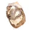 Förstenad träprydnad, polerad skiva, samlarobjekt, Madagaskar - 1