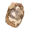 Förstenad träprydnad, polerad skiva, samlarobjekt, Madagaskar - 4