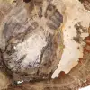 Förstenad träprydnad, polerad skiva, samlarobjekt, Madagaskar - 5