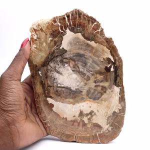 Förstenad träprydnad, polerad skiva, samlarobjekt, Madagaskar