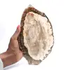 Förstenat trä (skiva), polerat samlarobjekt, fossil från Madagaskar - 0