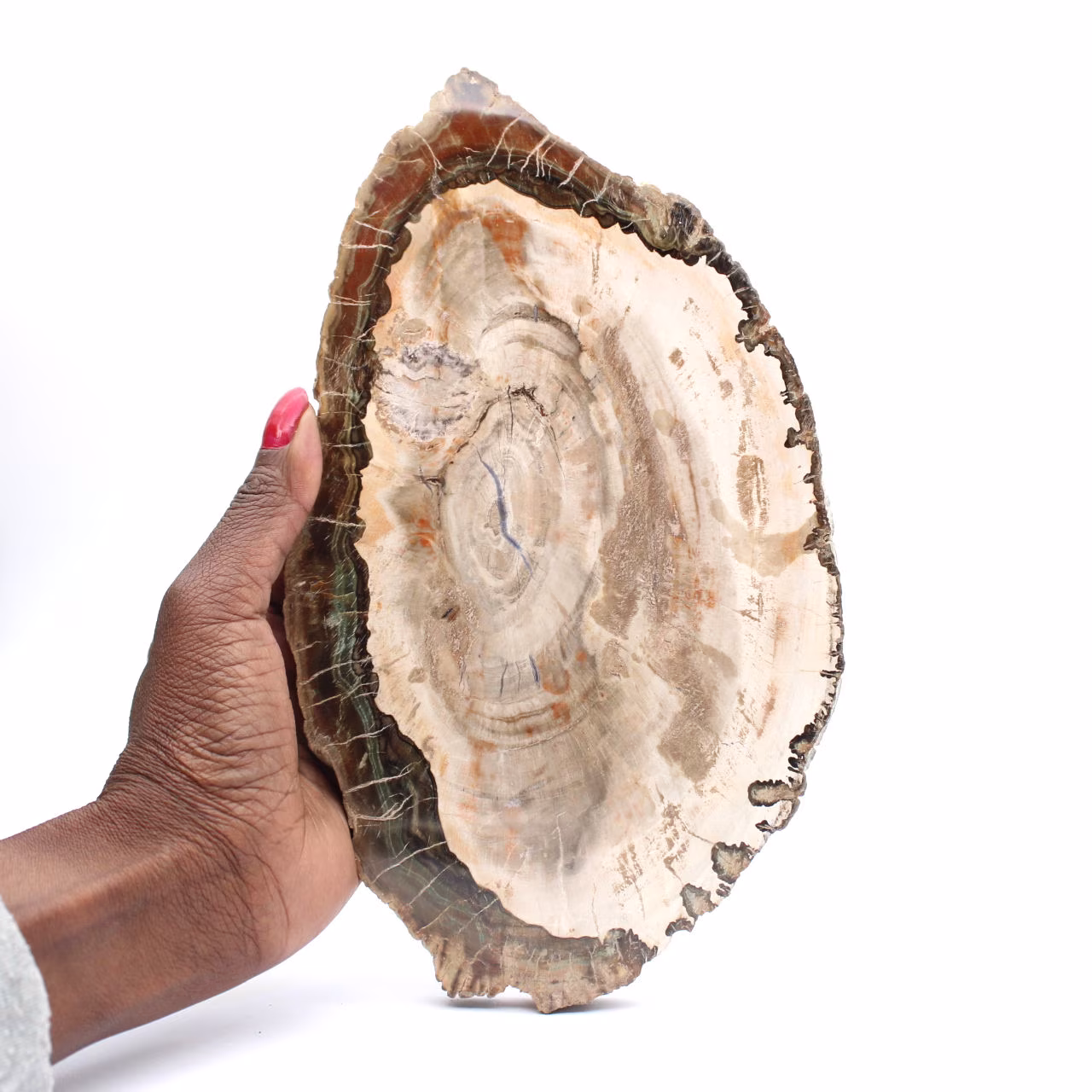 Förstenat trä (skiva), polerat samlarobjekt, fossil från Madagaskar