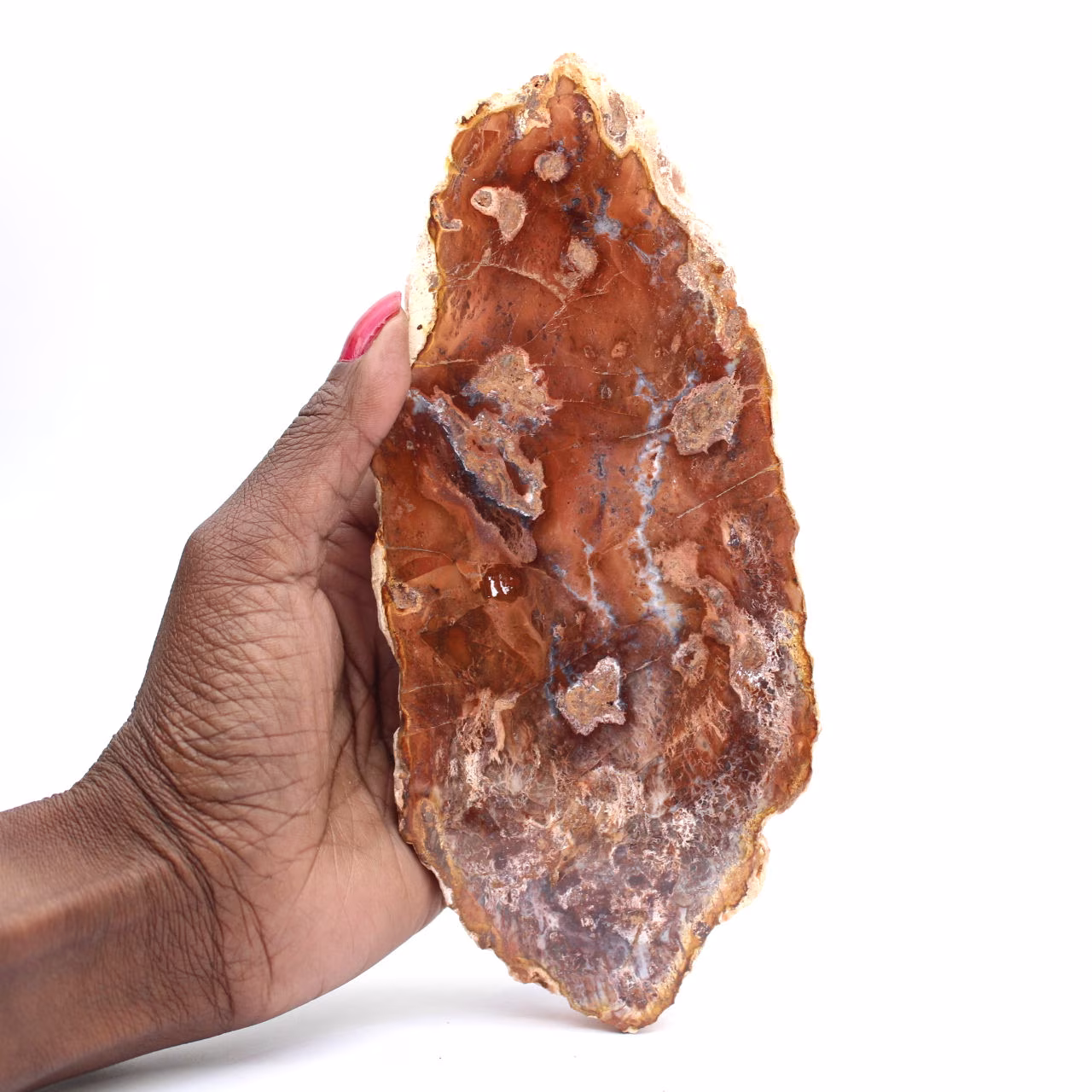 Polerad förstenad träskiva, liten fossilprydnad, Madagaskar