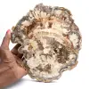 Polerad förstenad träskiva, trädfossil, Madagaskar-samling - 0