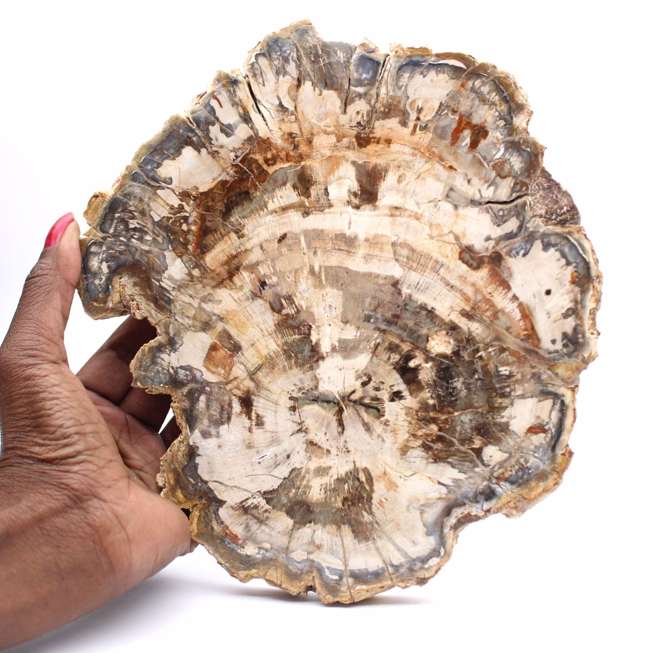 Polerad förstenad träskiva, trädfossil, Madagaskar-samling